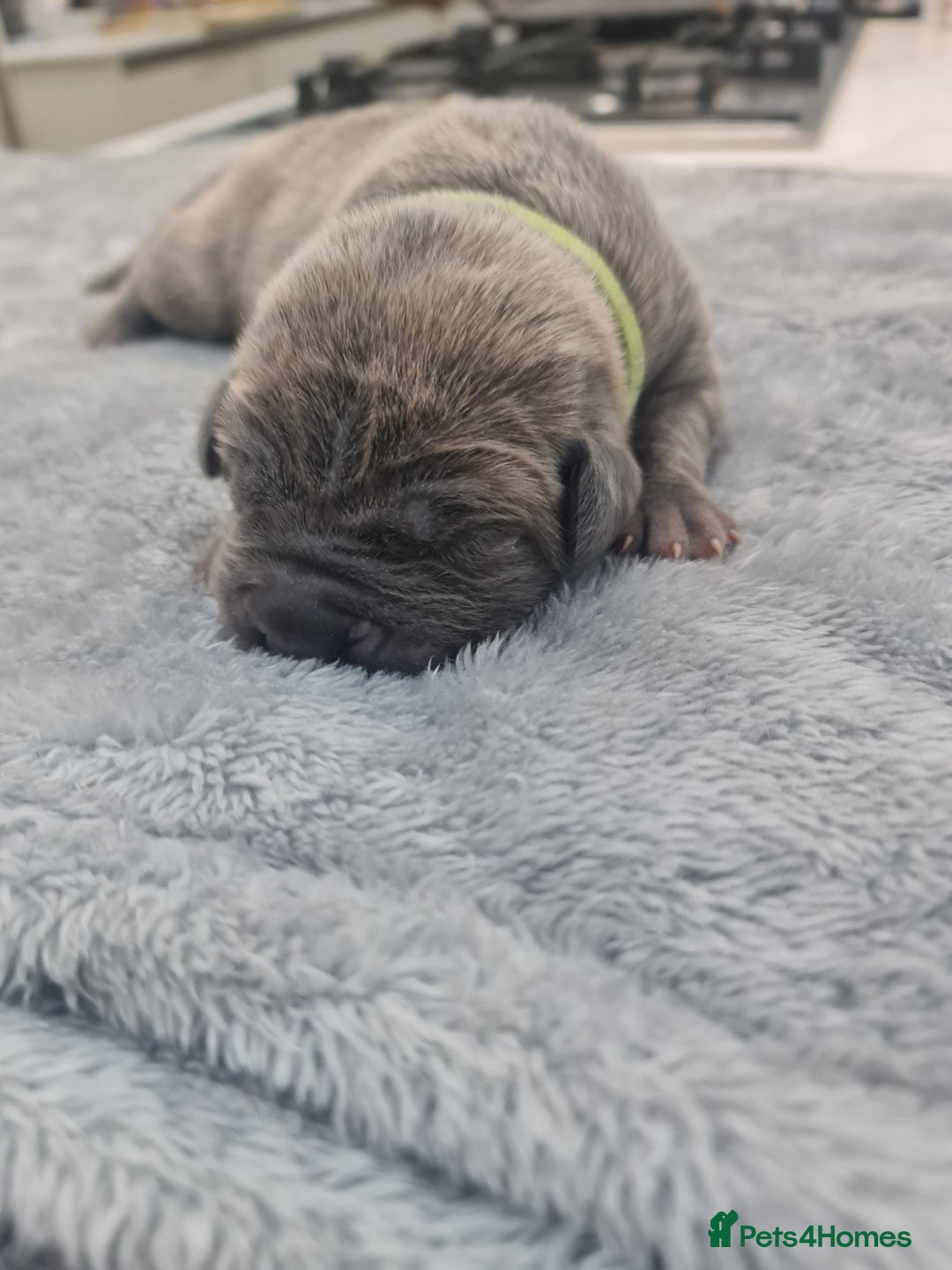 Cane Corso dogs for sale: Cane Corso Puppies in Wolverhampton - Image 5