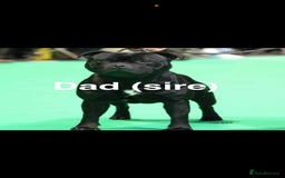 Staffordshire Bull Terrier dogs for sale: Valglo champion cross Bronson line blue/black pups - Image 13