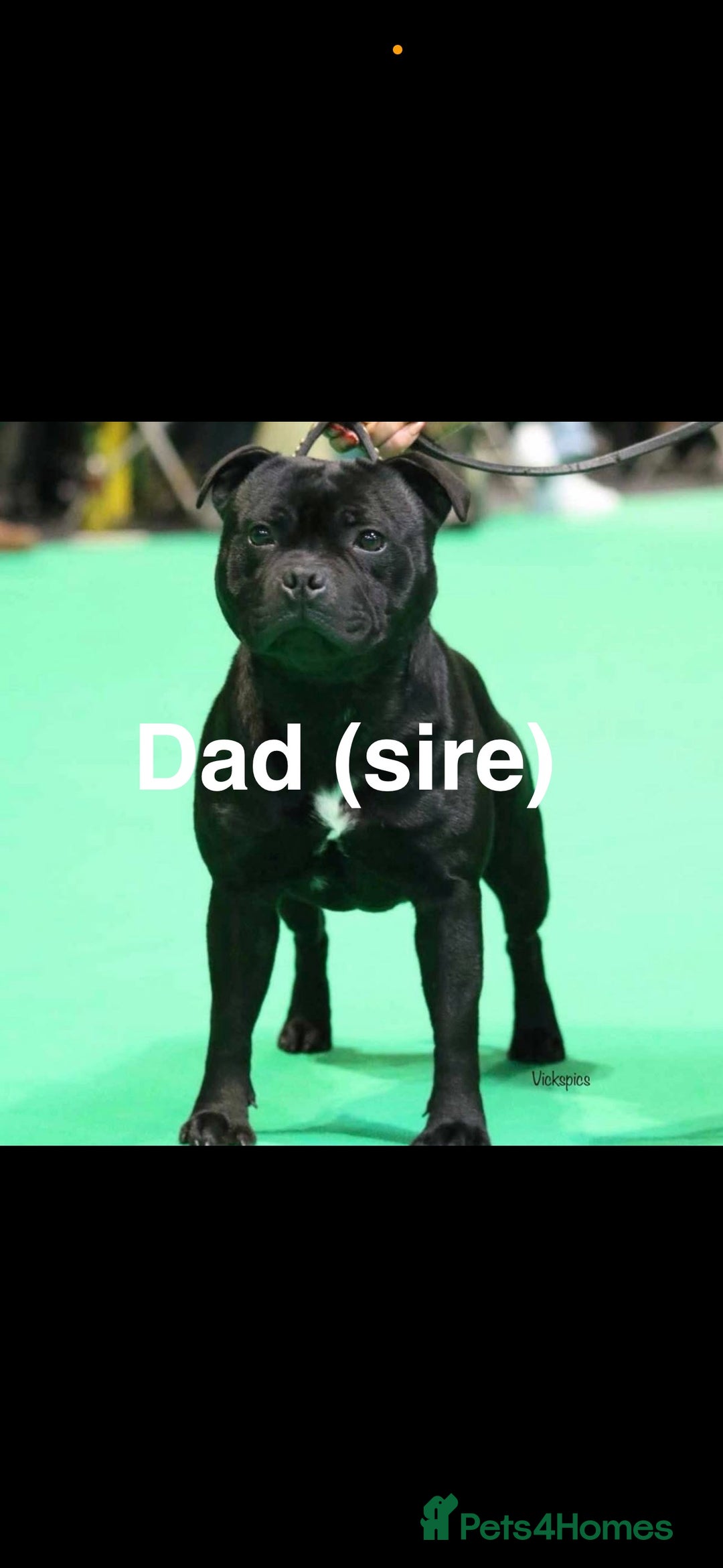 Staffordshire Bull Terrier dogs for sale: Valglo champion cross Bronson line blue/black pups - Image 13