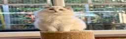 Ragdoll cats for sale: Ready to go active seal lynx girl  - Advert 4