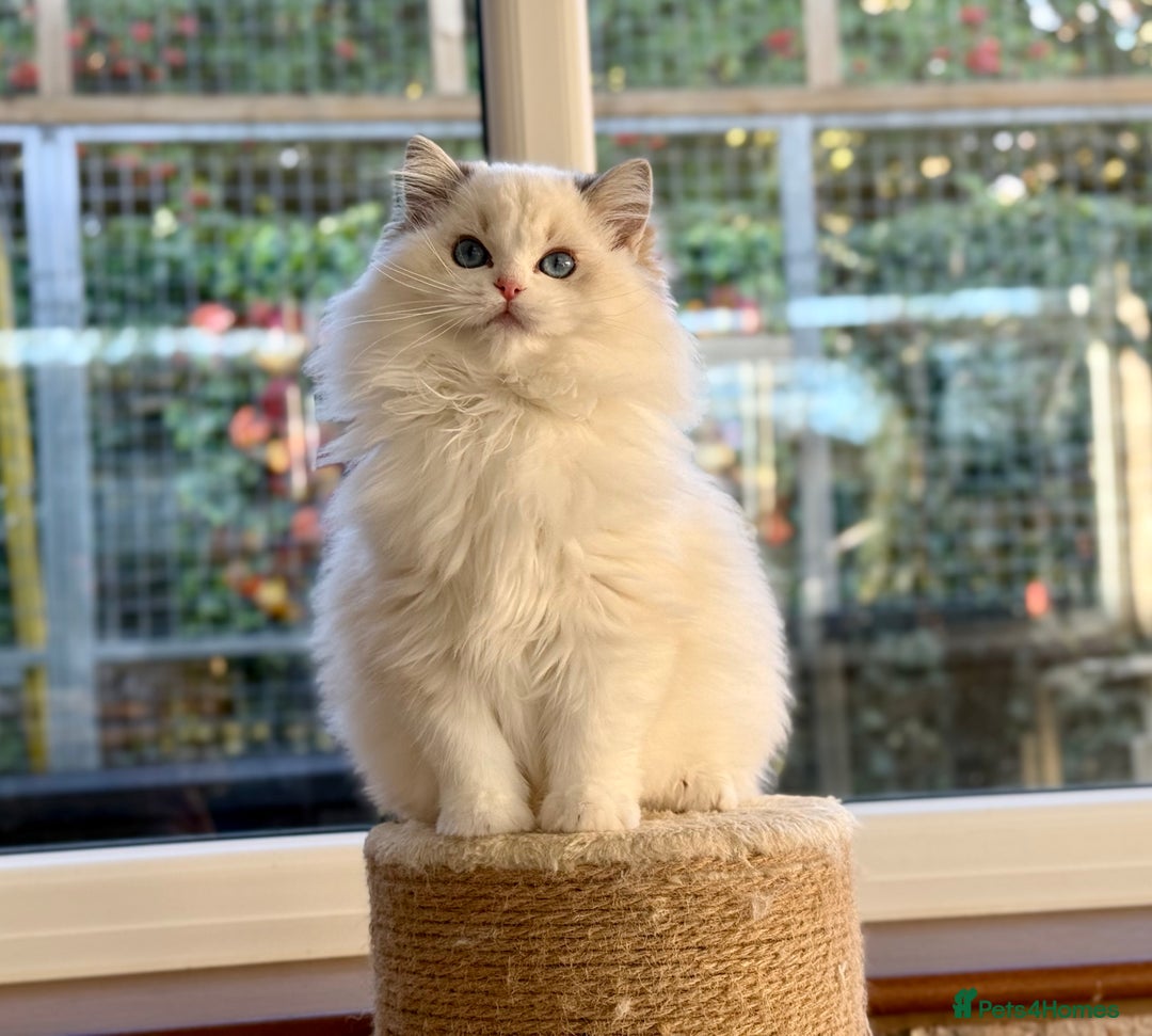 Ragdoll cats for sale: Ready to go active seal lynx girl  - Advert 4