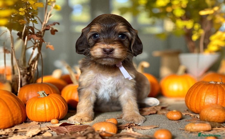 Cockapoo dogs - Advert 4
