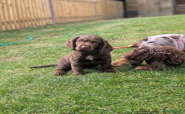 Cocker Spaniel dogs in Wadhurst - Advert 3