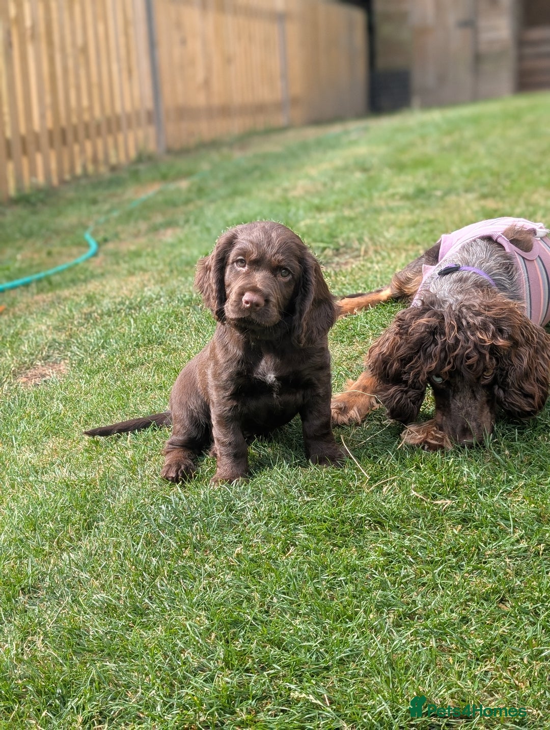 Cocker Spaniel dogs for sale: 6 beautiful cocker spaniel puppies in Wadhurst - Image 3