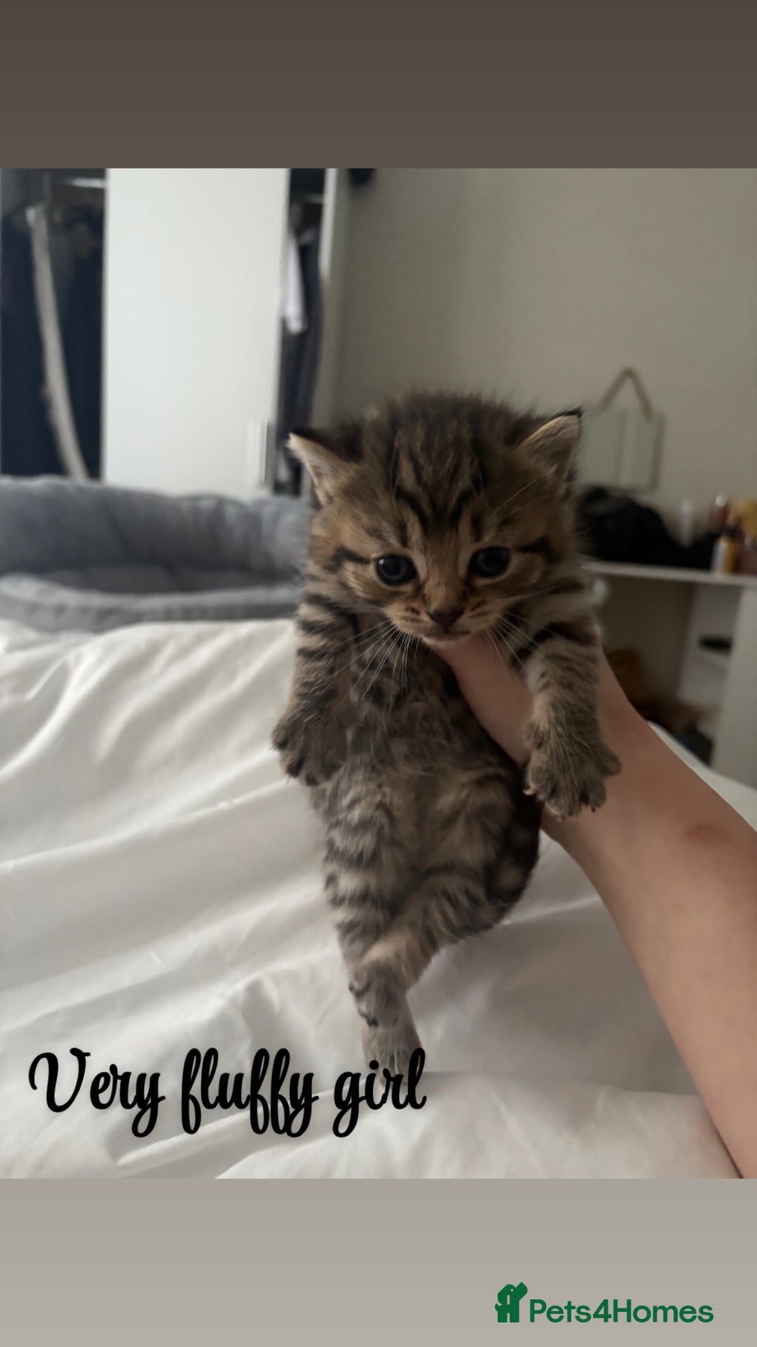 Siberian cats for sale: Beautiful British short hair x kittens  - Advert 4