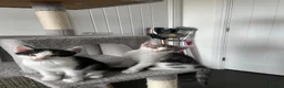 Mixed Breed cats for sale: Beautiful kittens looking for loving homes - Advert 6