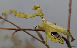 Praying Mantis invertebrates for sale: Various Praying Mantis available. - Image 7