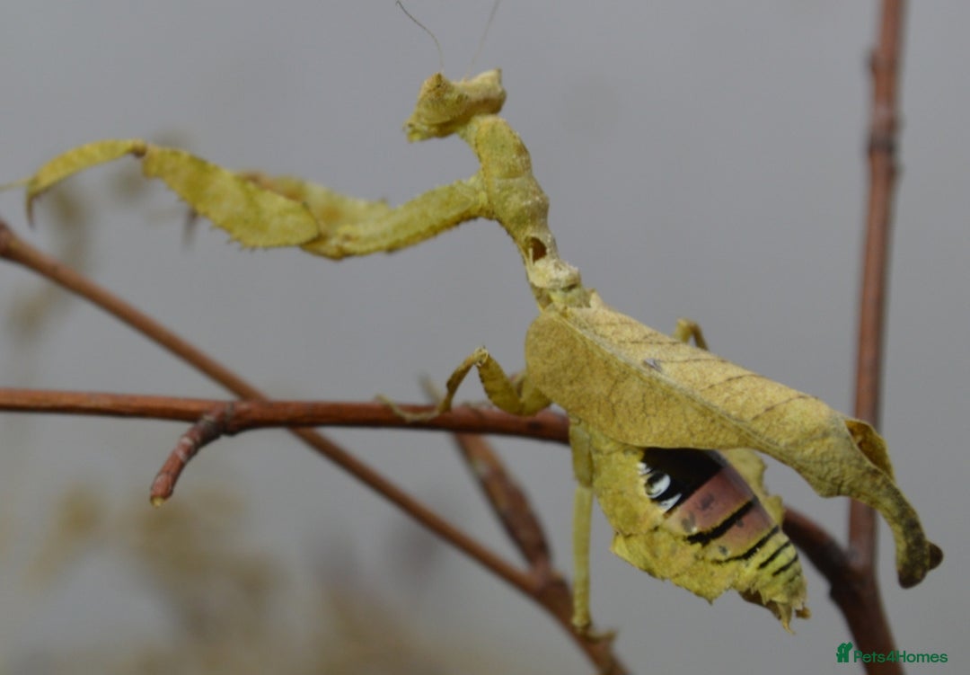 Praying Mantis invertebrates for sale: Various Praying Mantis available. - Image 7