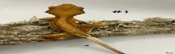 Gecko reptiles for sale: Adult + Juvenile Crested Geckos inc. Lilly Whites - Advert 2