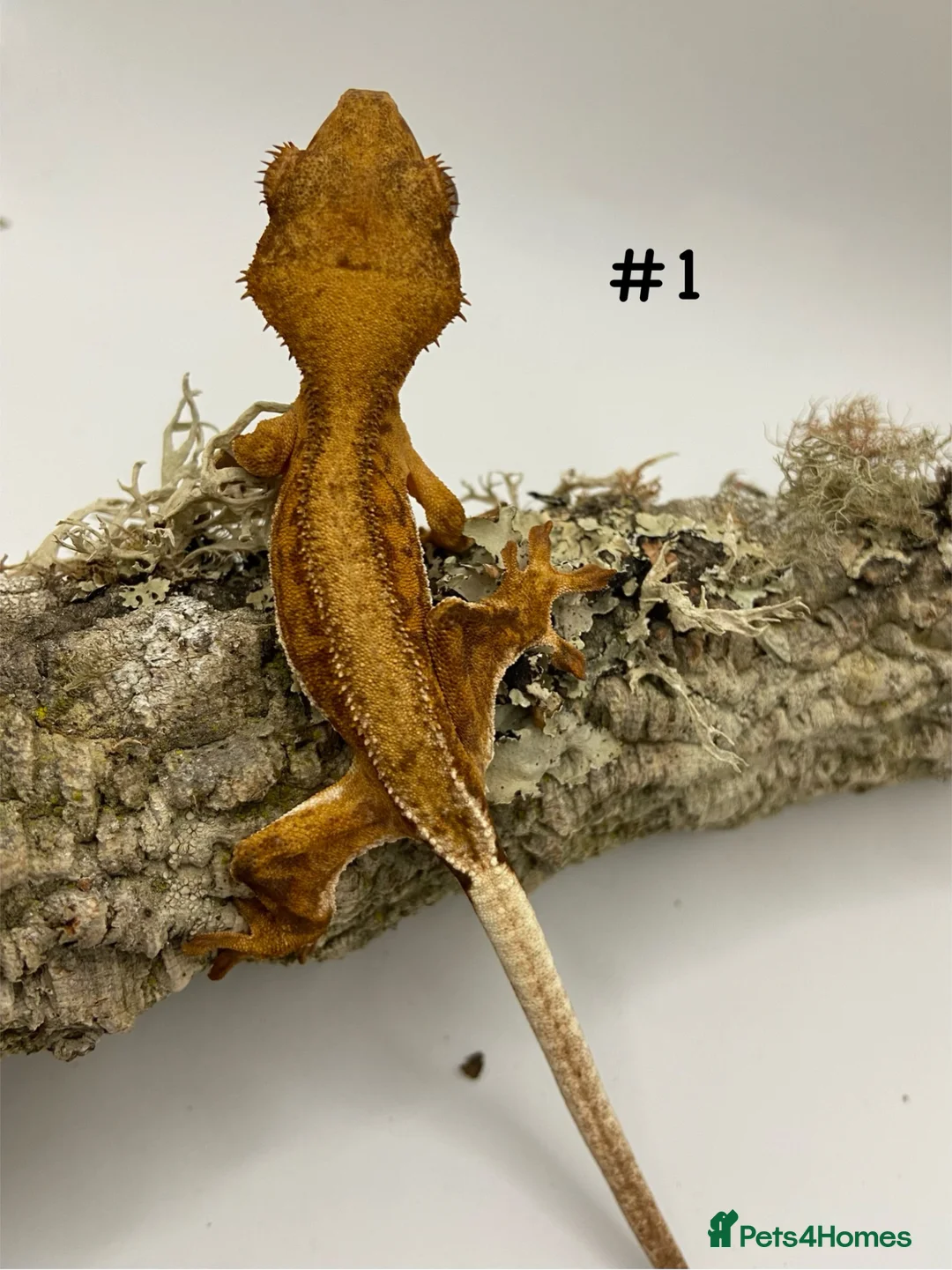Gecko reptiles for sale: Adult + Juvenile Crested Geckos inc. Lilly Whites - Advert 2