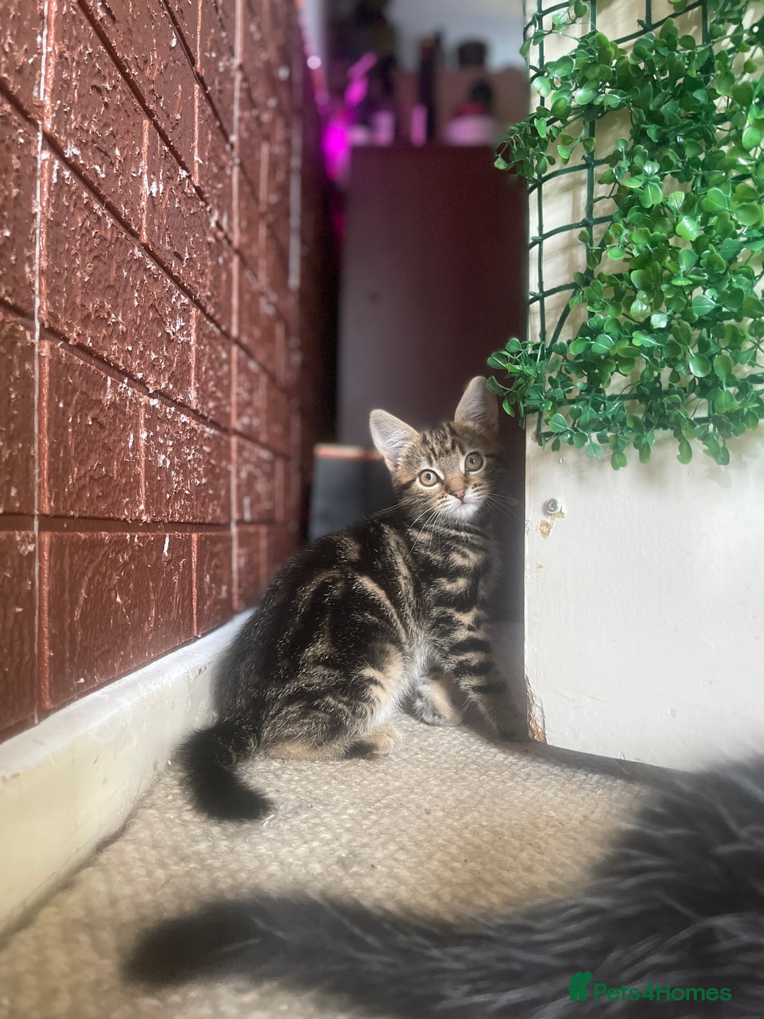 Siberian cats for sale: Siberian/mixed breed kittens in Dudley - Image 3
