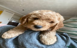 Labradoodle dogs for sale: Last two! Beautiful F3b Labradoodle Puppies - Image 11