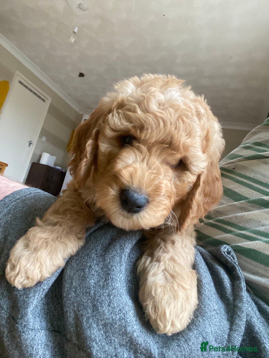 Labradoodle dogs for sale: Last two! Beautiful F3b Labradoodle Puppies - Image 11