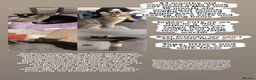Domestic Shorthair cats for sale: 2 young cats looking to sell ASAP in Luton - Advert 4