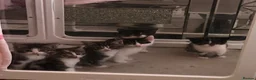 Mixed Breed cats for sale: 6 beautiful girls - Advert 1