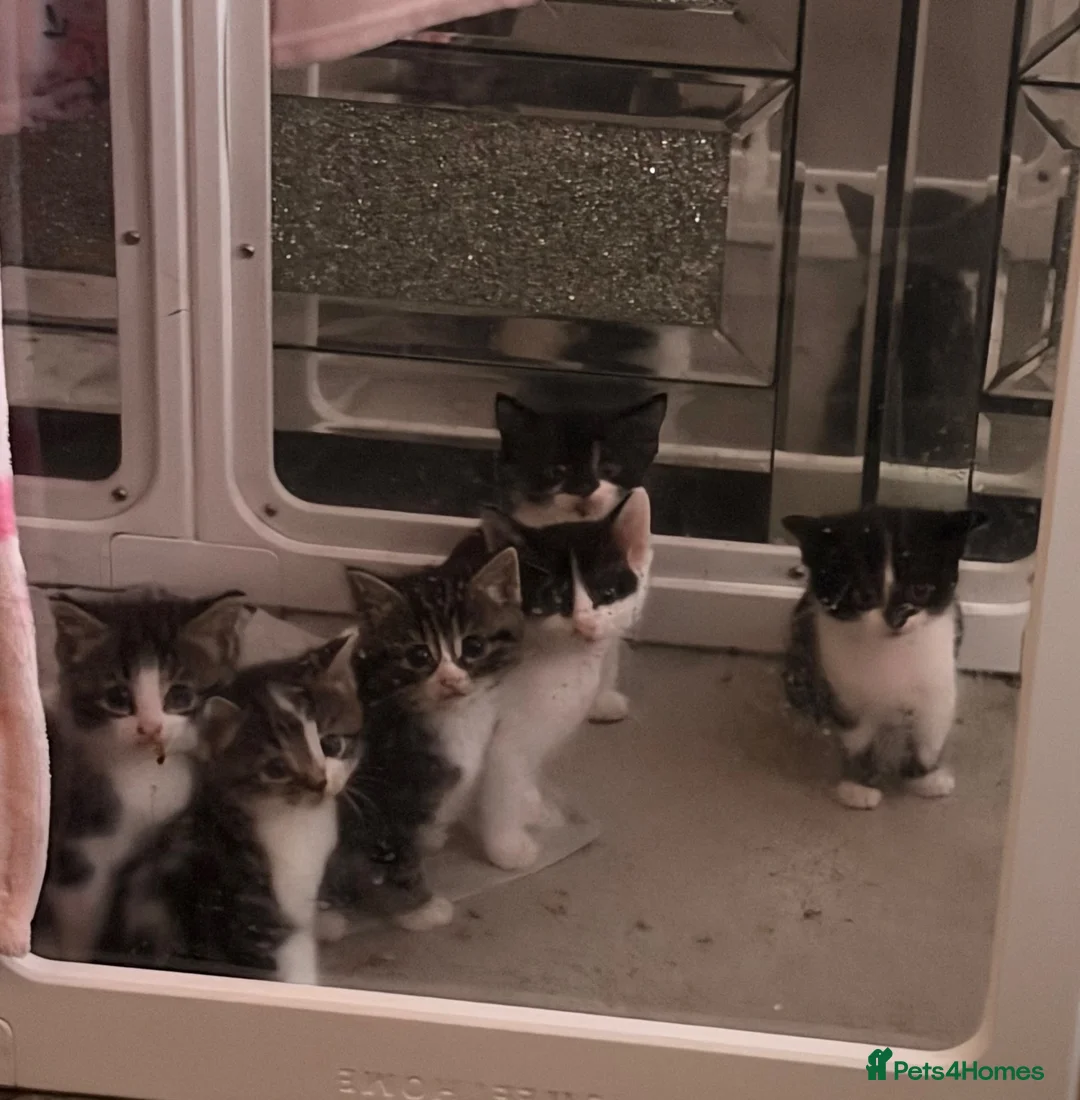 Mixed Breed cats for sale: 6 beautiful girls - Advert 1