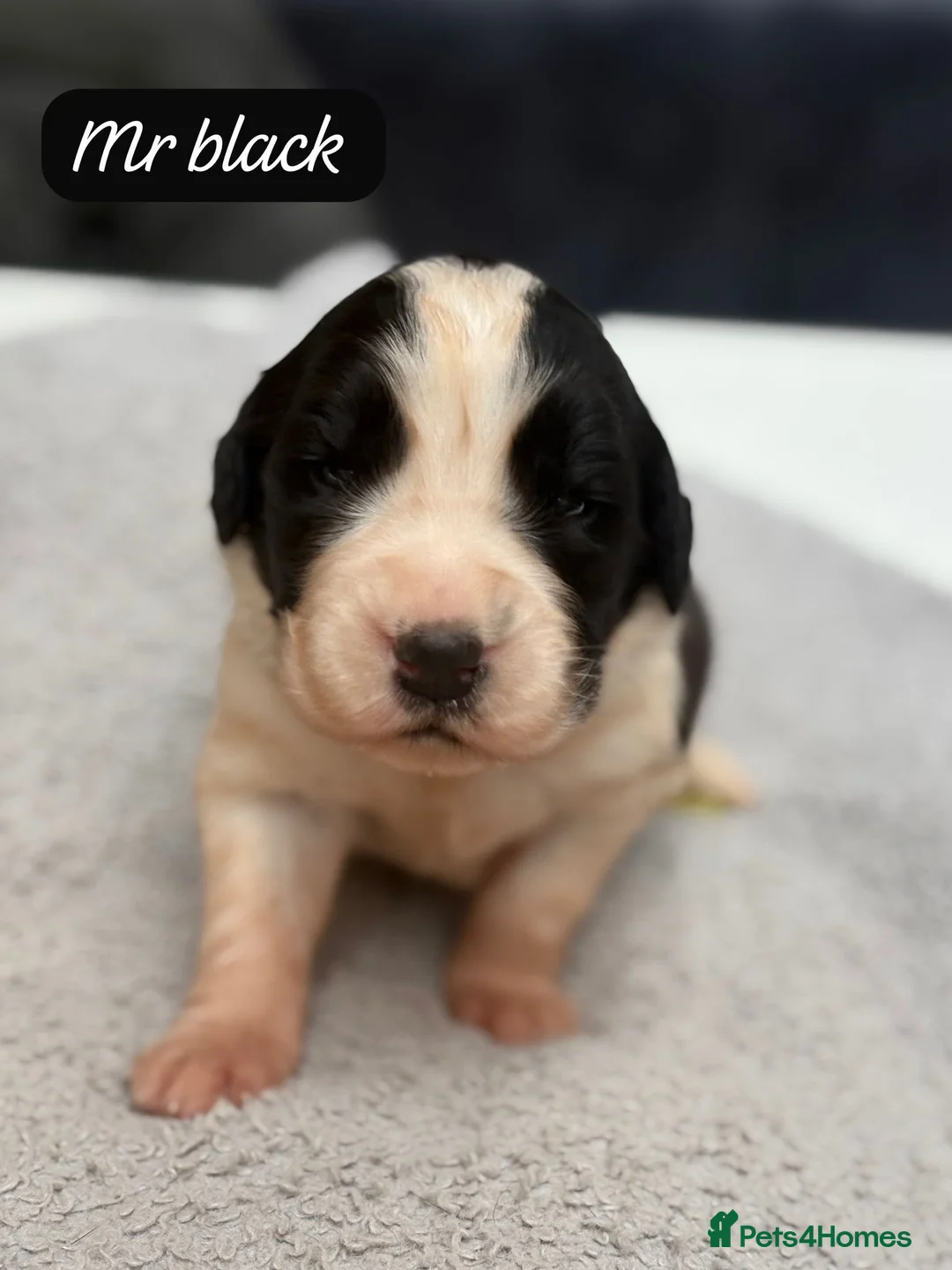 Saint Bernard dogs for sale: Outstanding Saint Bernard KC Reg Puppies  - Advert 5