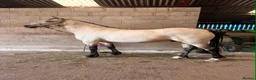 PRE horses for sale: Beautiful 4 year old Buckskin Pre Fusion - Advert 6
