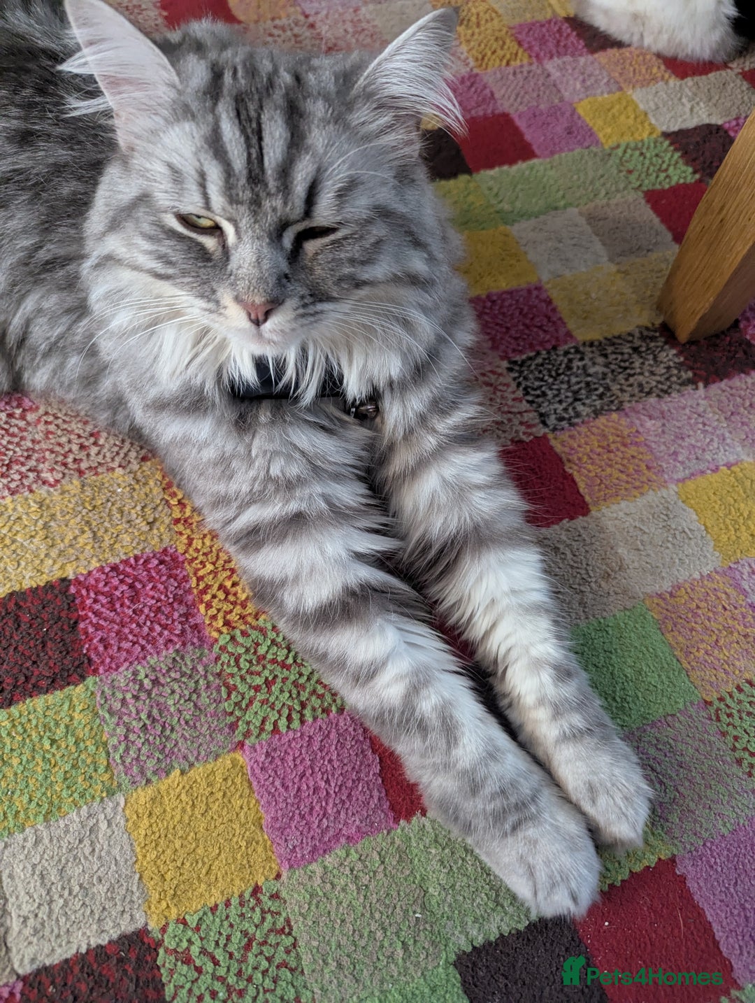 Mixed Breed cats for sale: Beautiful grey silver grey tabby kittens - Image 6