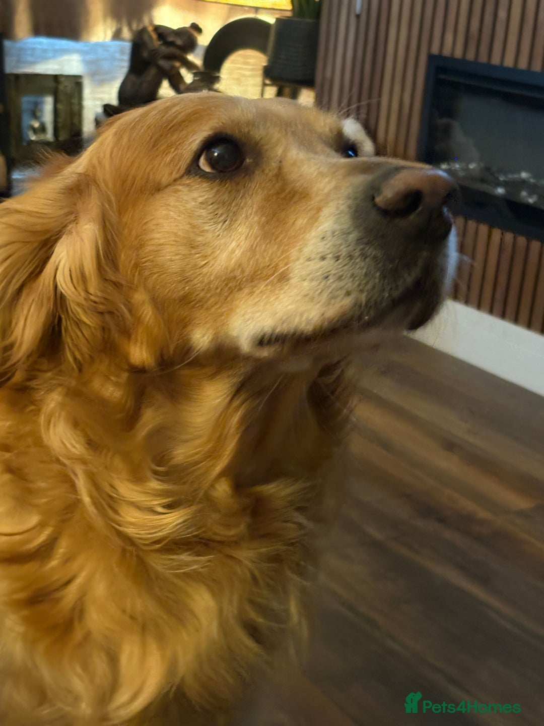 Golden Retriever dogs for sale:  KC registered stunning, golden retriever,puppies  - Advert 3