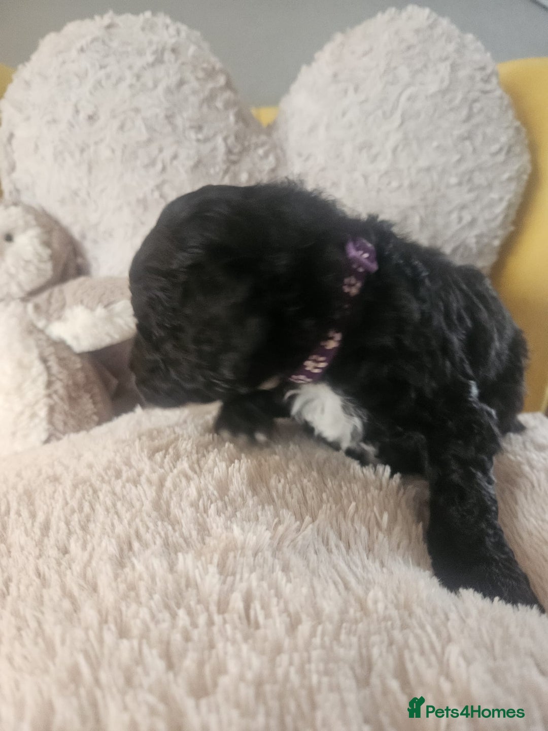 Schnoodle dogs for sale: Schnoodle Puppies - Advert 19
