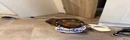 Miniature Dachshund dogs for stud: Miniature dachshund for stud  in Chelmsford - Advert 4