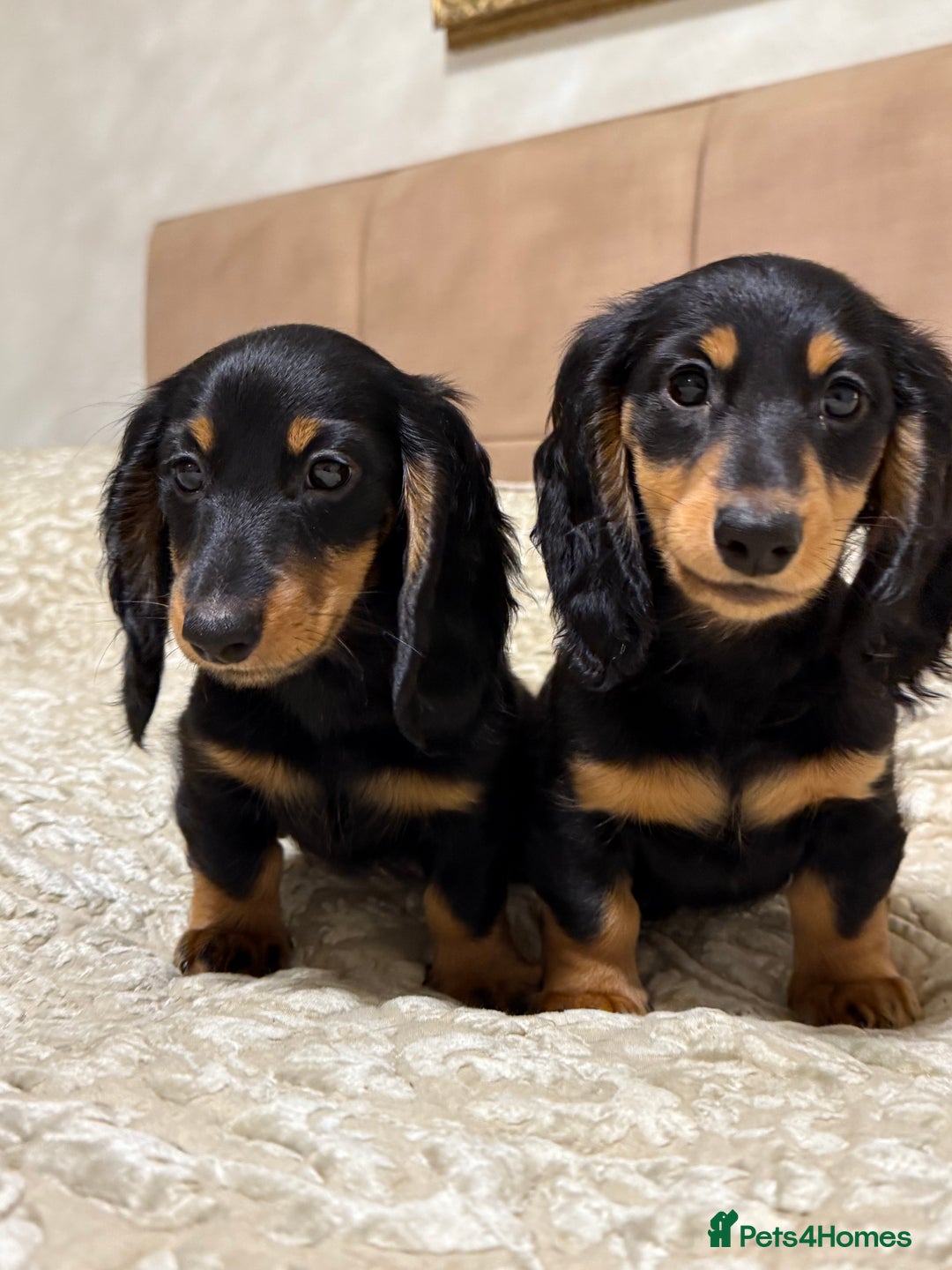 Miniature Dachshund dogs for sale: KC reg Long-Hair Black & Tan Miniature Dachhund - Advert 5