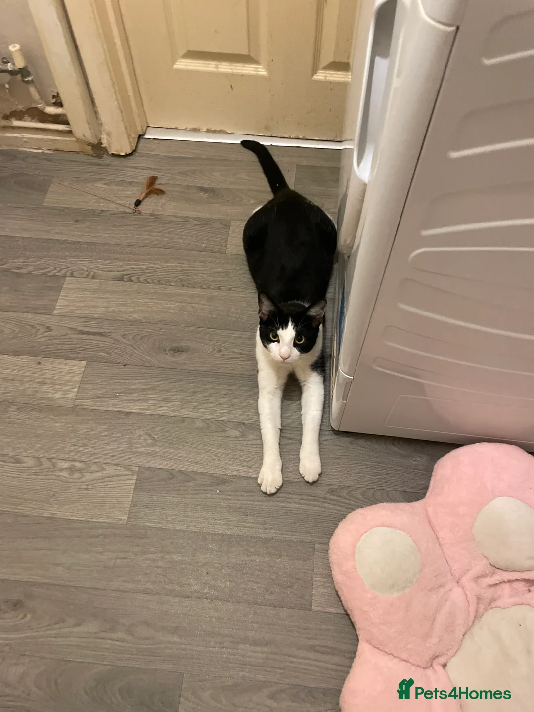 Mixed Breed cats for sale: Mixed breed  - Advert 2
