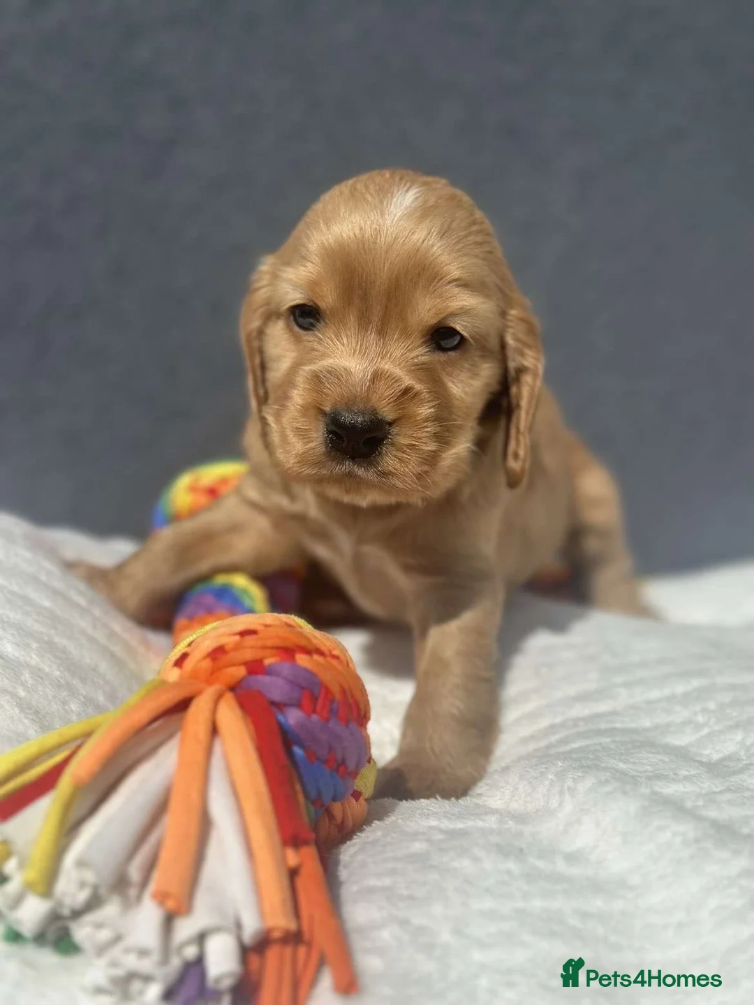 Cocker Spaniel dogs for sale: Show Cocker Spaniel Puppy’s  in Bradford - Advert 2