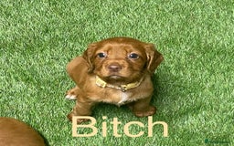 Cocker Spaniel dogs for sale: Make Working cocker spaniel puppies  - Image 6