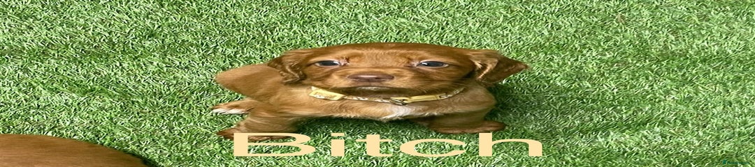 Cocker Spaniel Puppy 10