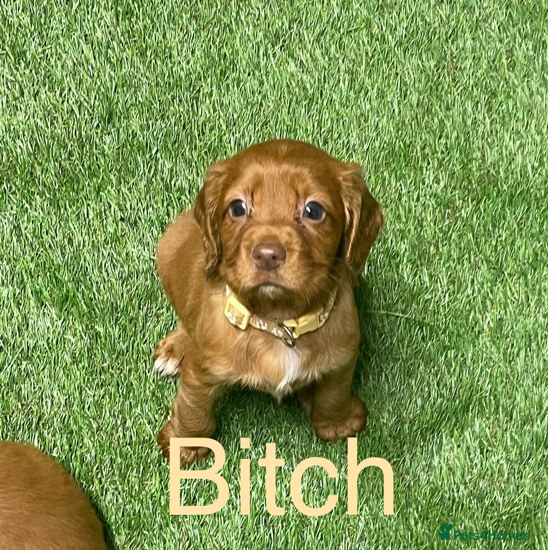 Cocker Spaniel dogs for sale: Make Working cocker spaniel puppies  - Image 6