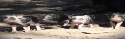 Pig livestock for sale: Genuine Juliana Line Micro Pigs - Advert 8