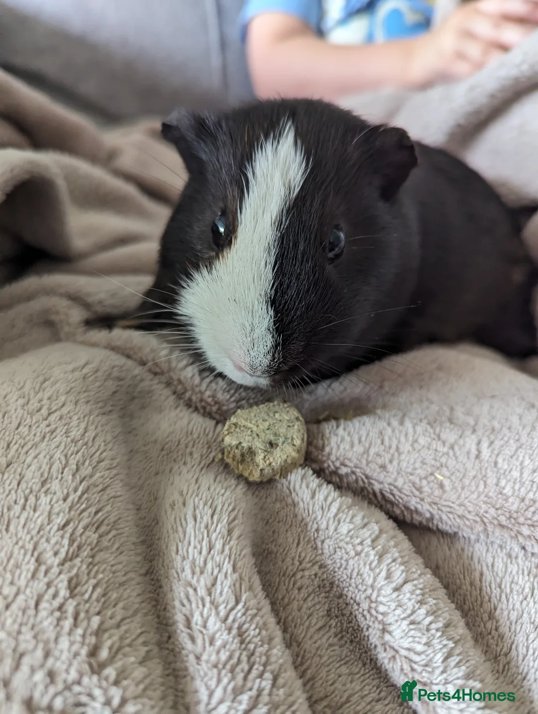 Guinea Pig rodents for sale:  1 Male Guinea pig called George  in Tunbridge Wells - Advert 2