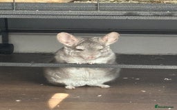 Chinchilla rodents for sale: Jimmy&Frank - Image 5