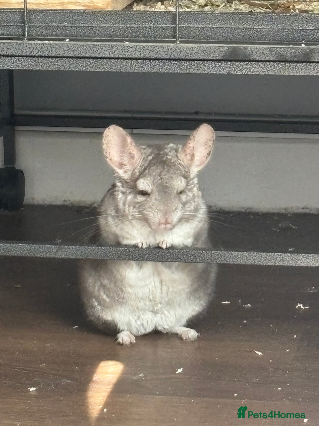 Chinchilla rodents for sale: Jimmy&Frank - Image 5