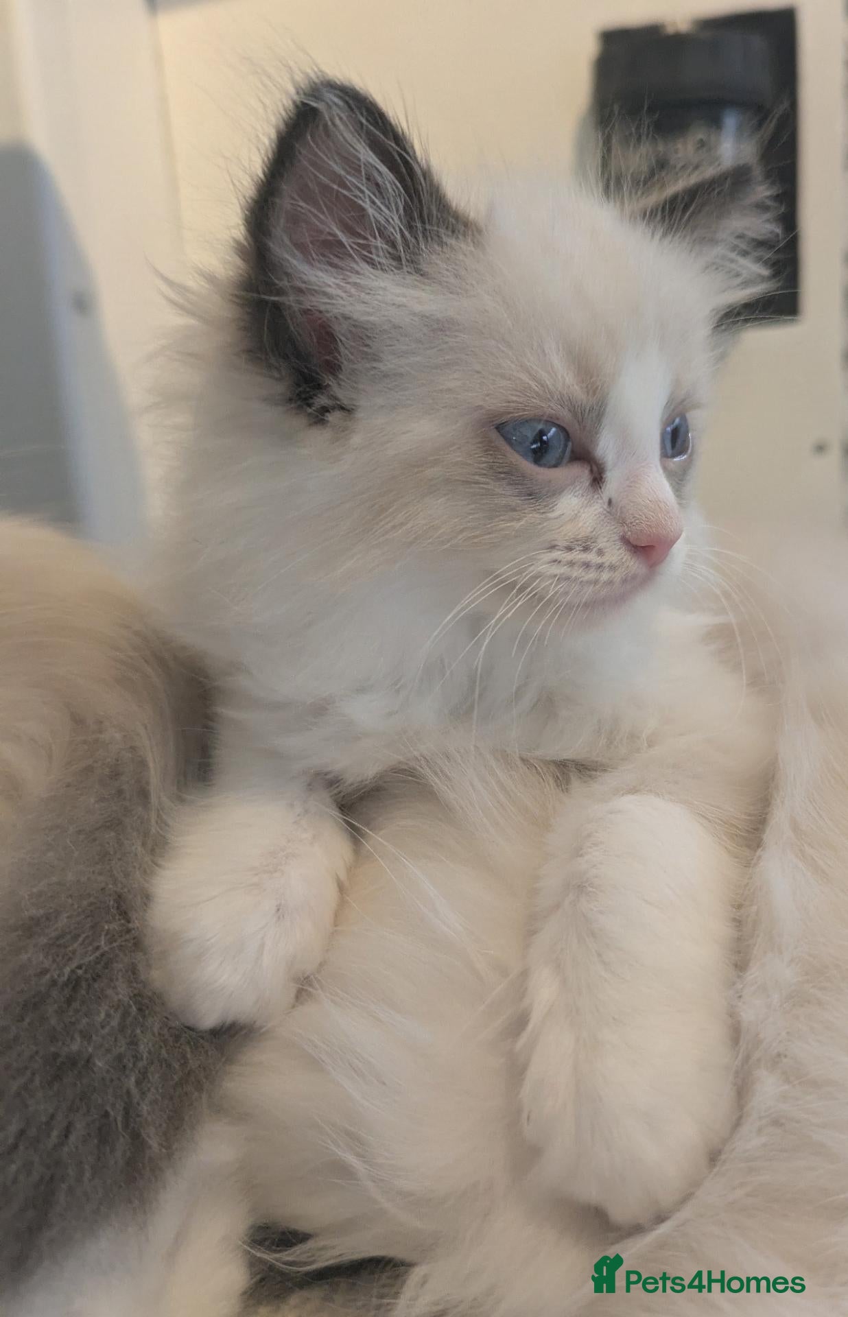 Ragdoll cats Ragdoll Kitten *GCCF*  - Advert 11