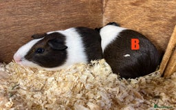 Guinea Pig rodents for sale: Boars and Sows - Image 13