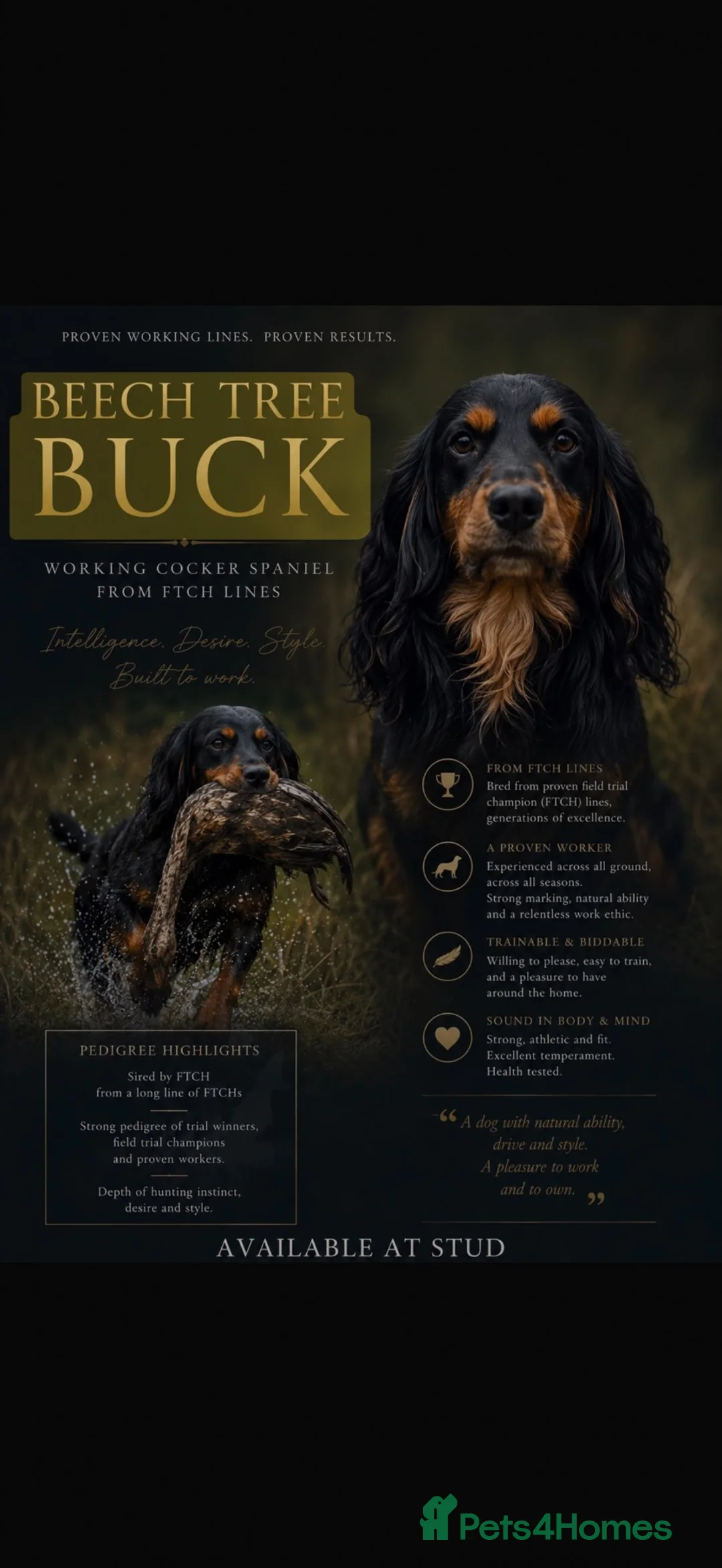 Cocker Spaniel dogs for stud: KC stud dog  - Advert 2