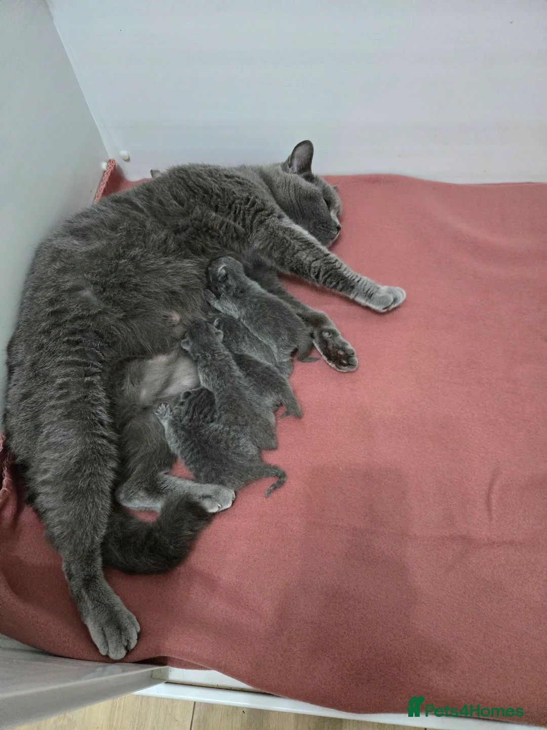 British Shorthair cats for sale: GCCF Registered Pedigree British Shorthair Kittens - Advert 1