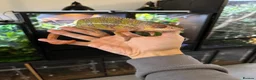 Chameleon reptiles for sale: Breeding pair panther chameleons - Advert 5
