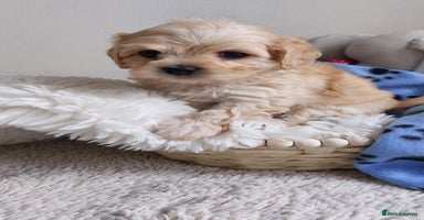 Maltipoo dogs - Advert 2