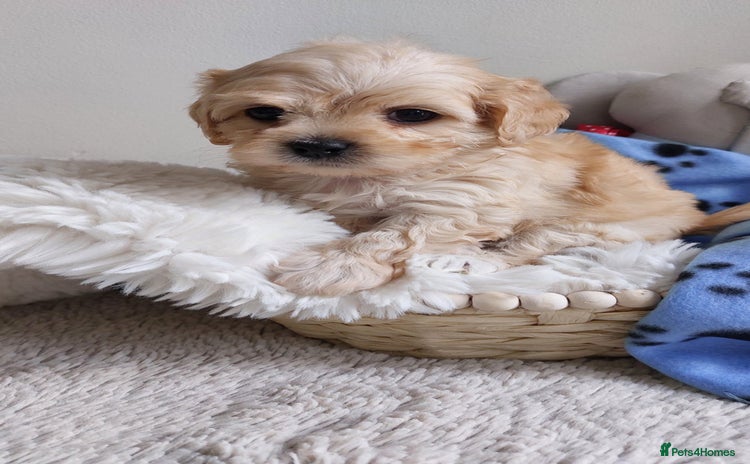 Maltipoo dogs - Advert 15