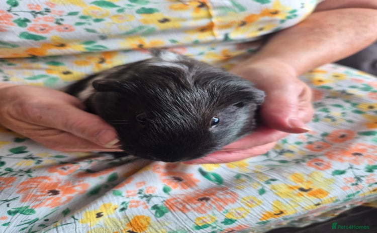 Guinea Pig rodents - Advert 3