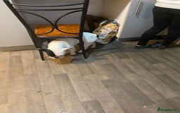 French Bulldog dogs for sale: Mr alin - Image 4