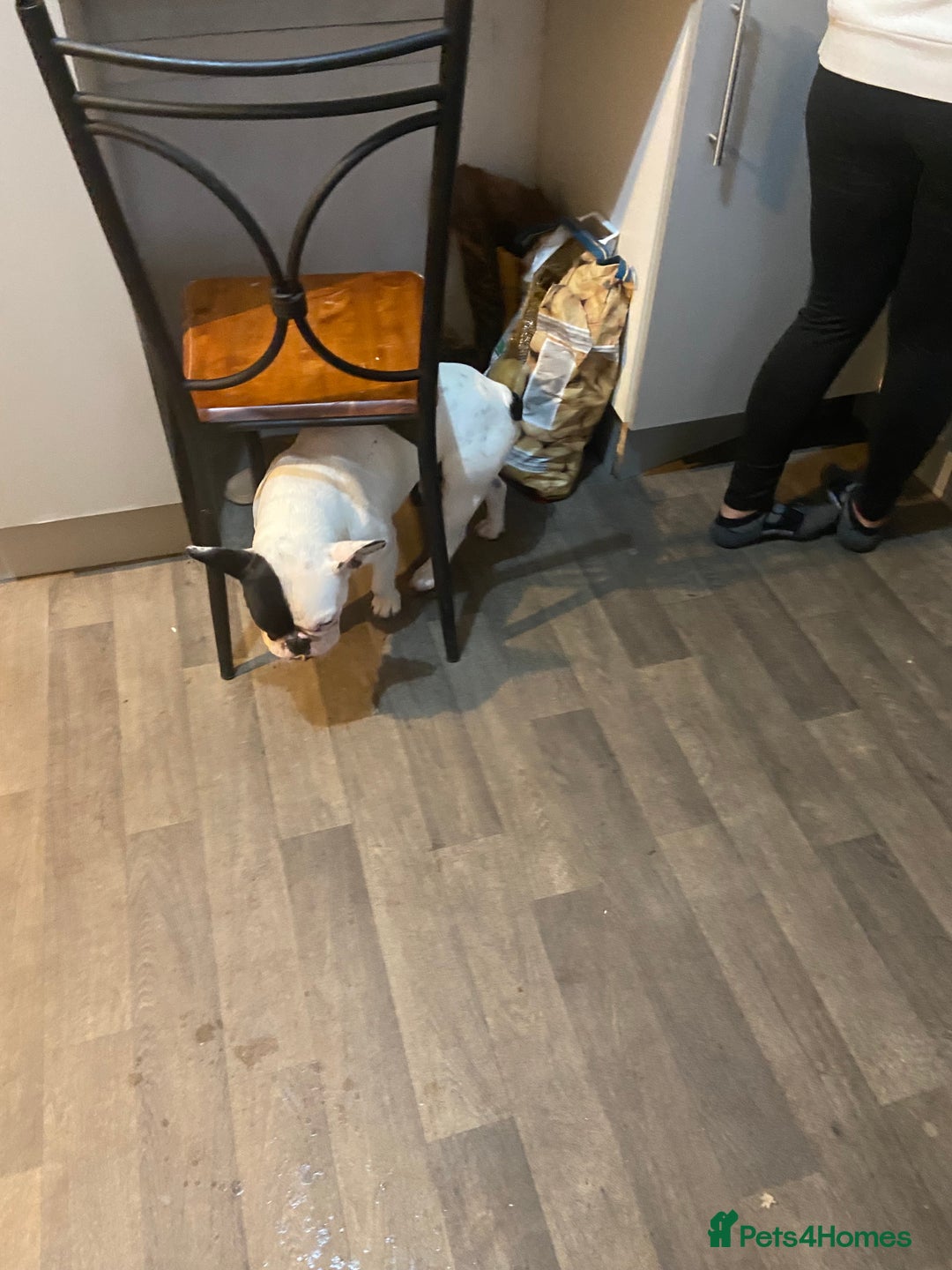French Bulldog dogs for sale: Mr alin - Image 4