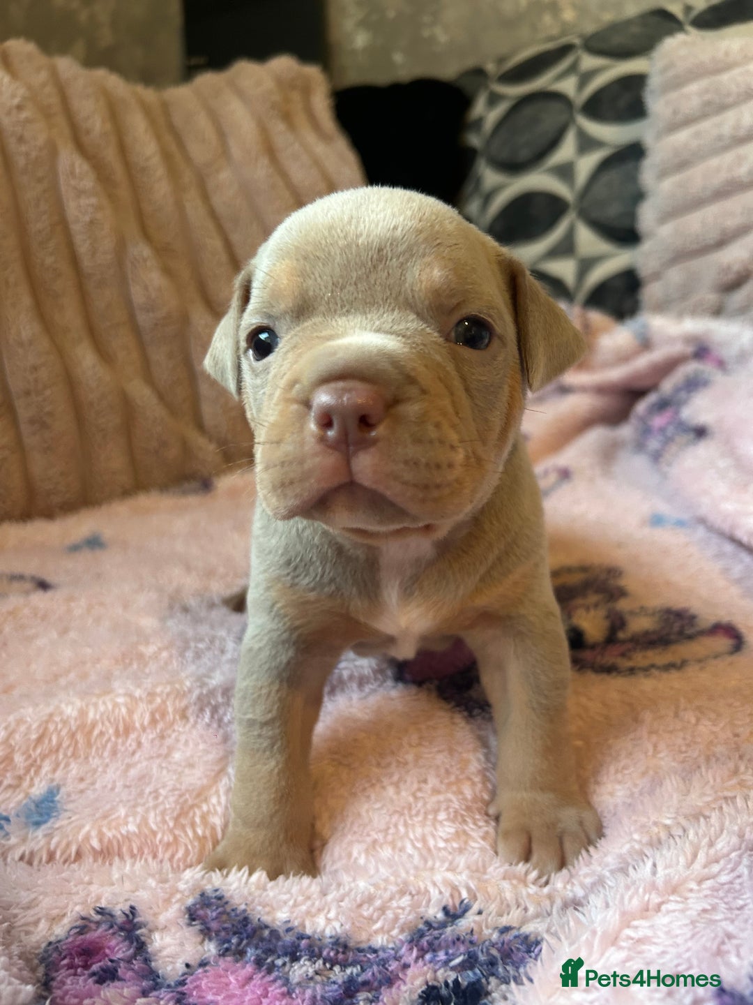American Bully dogs for sale: American pocket bully’s  - Advert 4