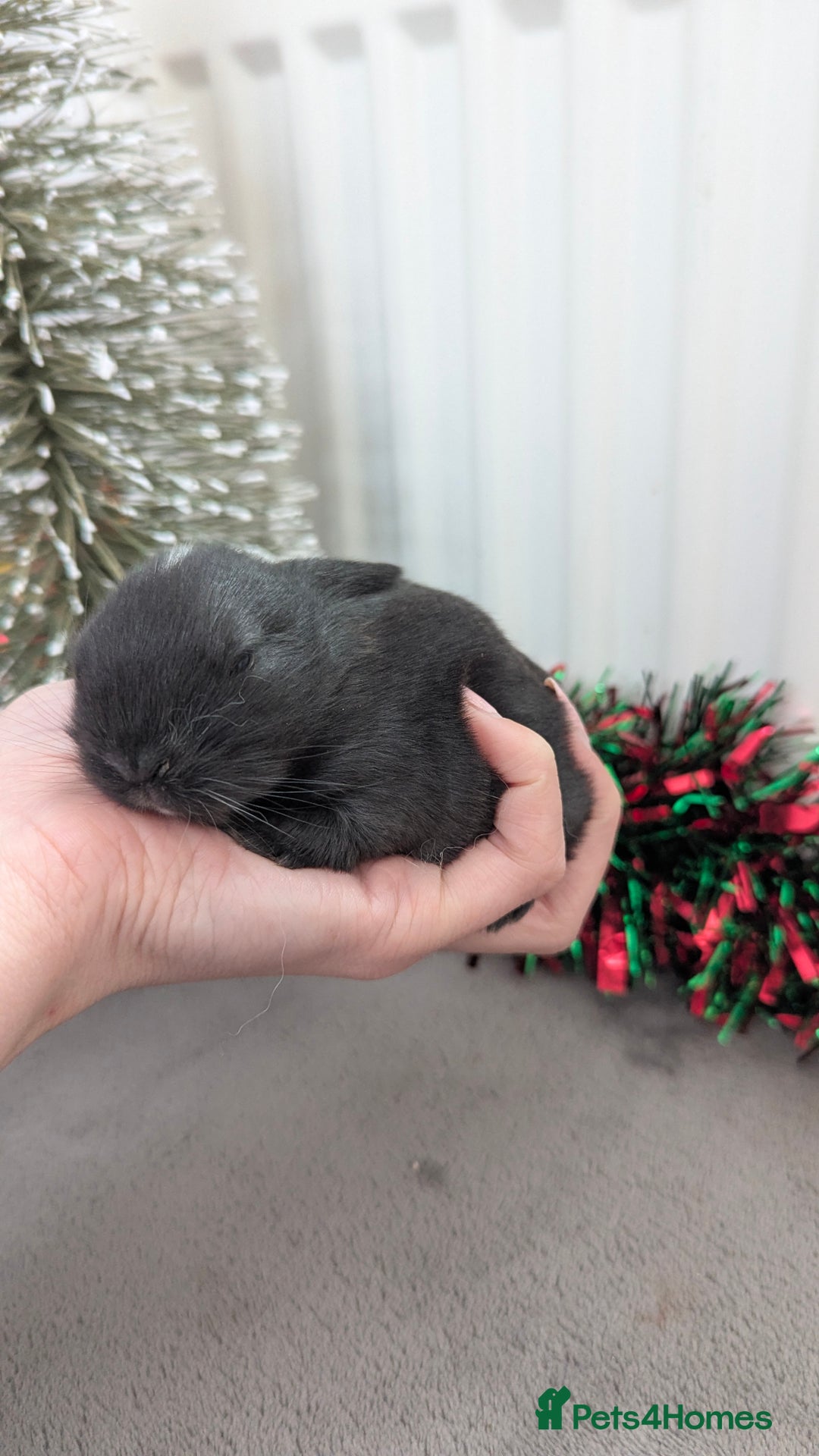 Mini Lop rabbits for sale: Mini lop babies waiting list  - Advert 8