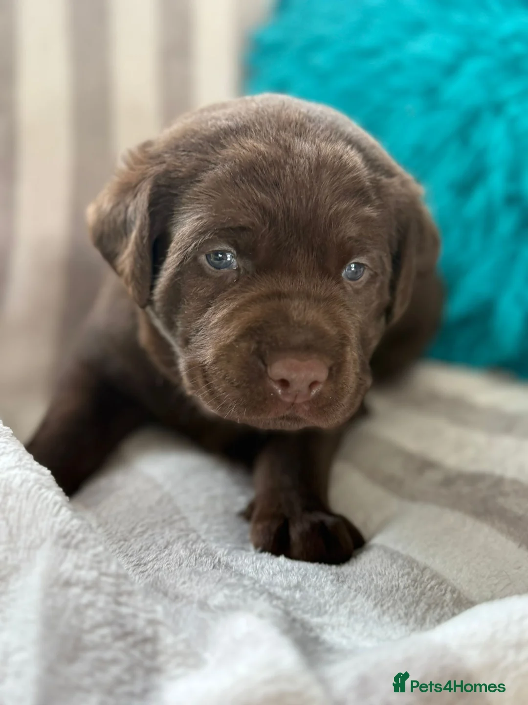 Labrador Retriever dogs for sale: Beautiful KC Chocolate Labrador Puppies - Advert 7