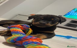 Rottweiler dogs for sale: Meet saka! Adorable Rottweiler  - Image 3